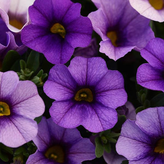 Futaba Petunia flower seeds