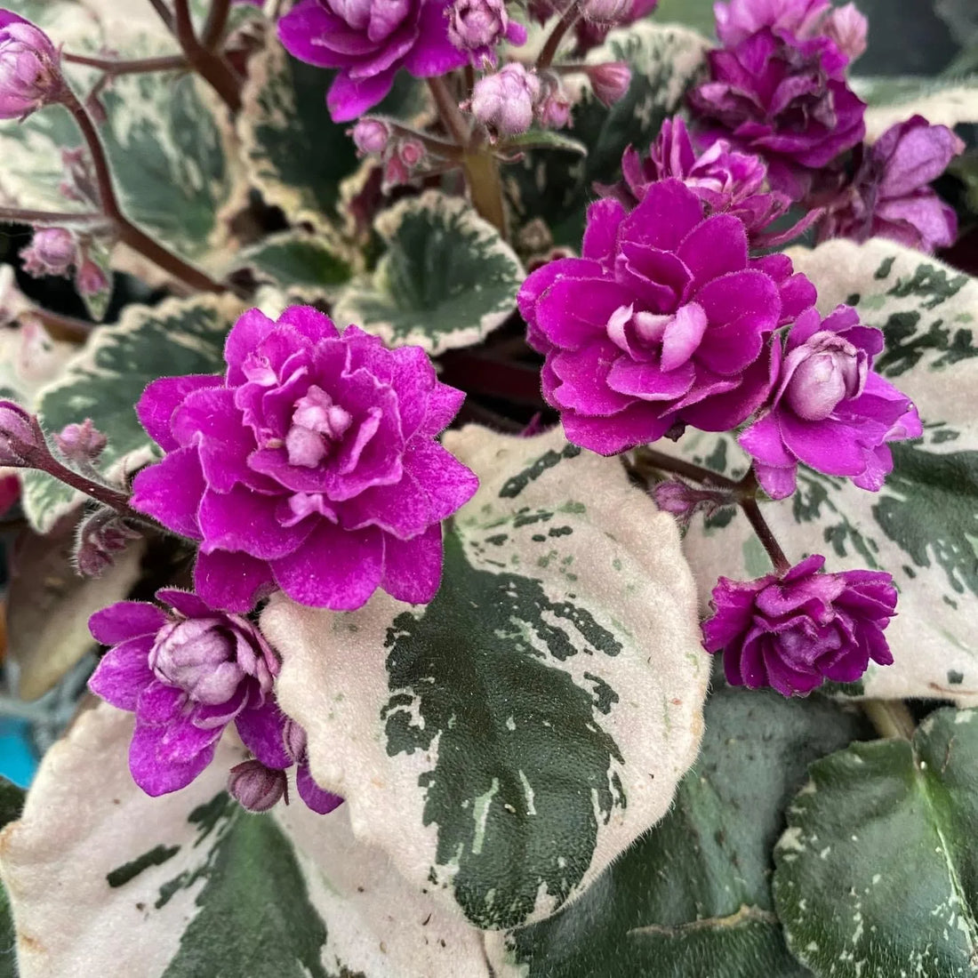 African Violets flower seeds