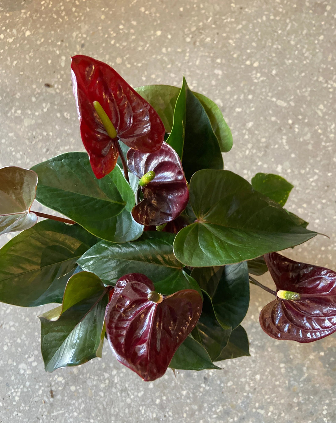 Burgundy Anthurium flower seeds