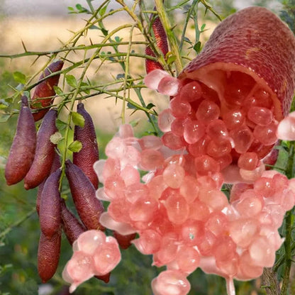 Finger Fruit Seeds for Planting – Heirloom Non-GMO Garden Seeds