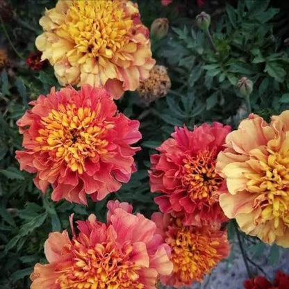 Strawberry Blonde Marigold plant
