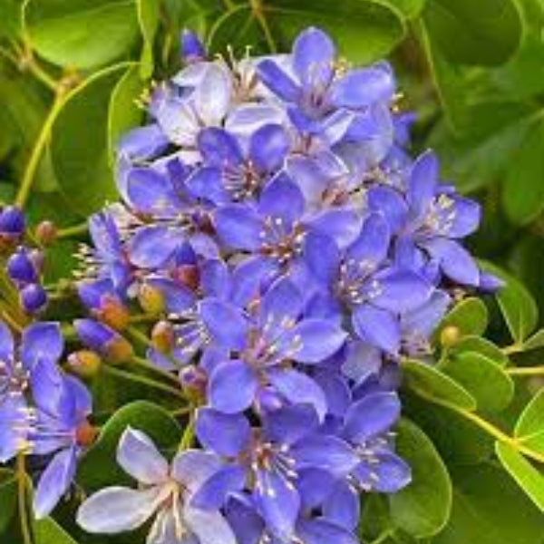 Blue Lignum Vitae plant