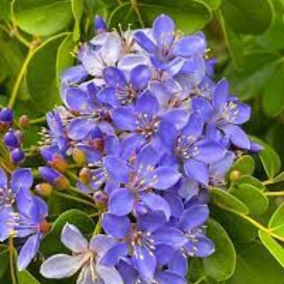 Blue Lignum Vitae plant