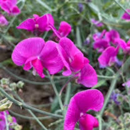 Pink Sweet Pea plant