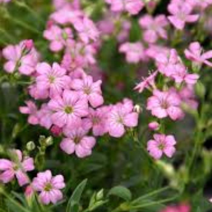 Pink Gypsophila plant