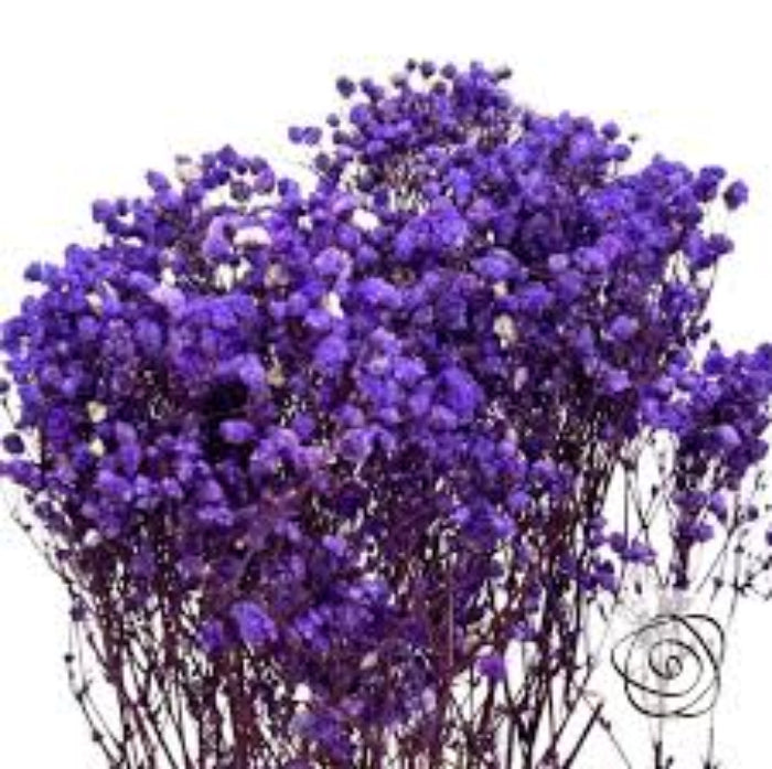 Dark Purple Gypsophila plant