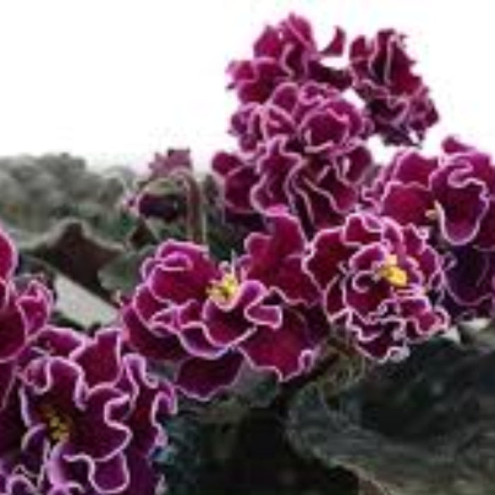 Saintpaulia African Violet plant