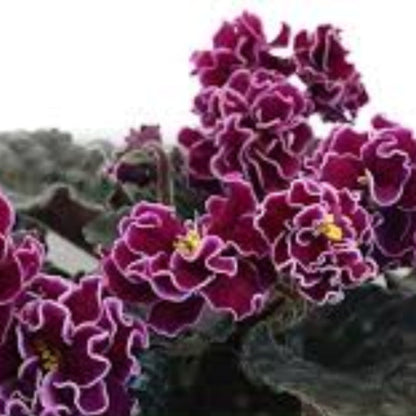 Saintpaulia African Violet plant