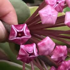 Purple White flower seeds