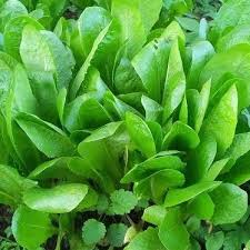 Chicory Seeds for Planting – Cichorium intybus Garden Seeds