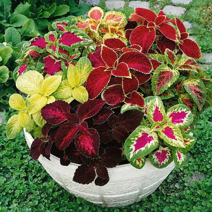 Rainbow Mix Coleus plant