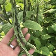 Rattlesnake Pole Bean Seeds for Planting – Heirloom Non-GMO Garden Seeds