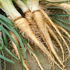 Mammoth Pumpkin Seeds for Planting – Giant Heirloom Garden Seeds