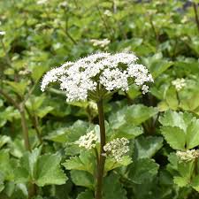 Scotch Lovage flower seeds