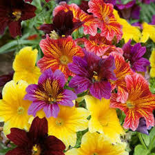 Salpiglossis flower seeds