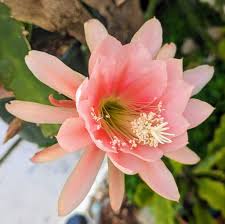 Yellow Epiphyllum flower seeds