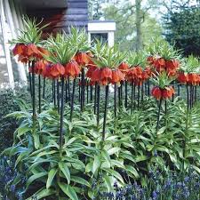 Burgundy Crown flower seeds