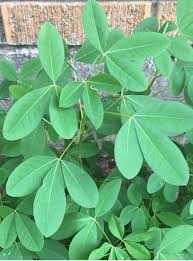 Ophelia Eggplant Seeds