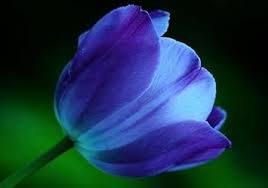 Dark Blue flower seeds