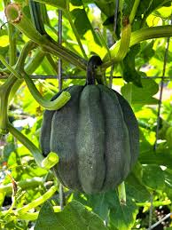 Table King Acorn Squash Seeds for Planting – Heirloom Winter Squash Seeds
