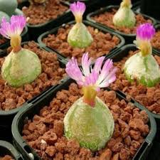 Conophytum Burgeri flower seeds