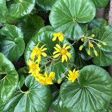 Farfugium Japonicum flower seeds