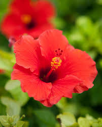 Red Hibiscus flower seeds