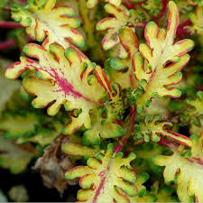 Yellow Dragon flower seeds