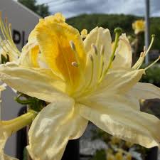 Light Yellow flower seeds