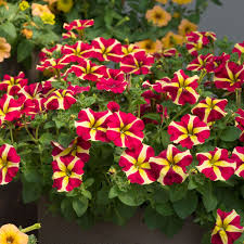 Pink Yellow flower seeds