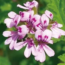 Light Red flower seeds