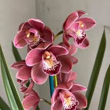 Orchid flower seeds
