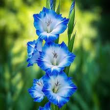 White Skyblue flower seeds