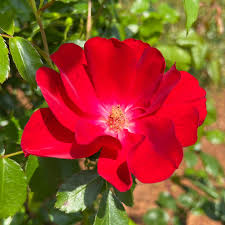 Red Rugrose flower seeds