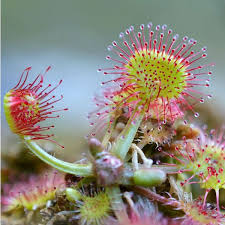 Pale Pink flower seeds