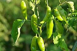 Pepperoncini Pepper Seeds for Planting – Italian Pickling Pepper Seeds