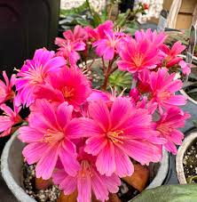 Pink Cotyledon flower seeds