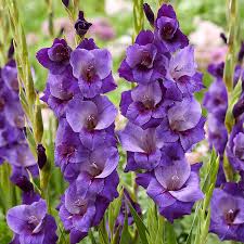 Purple Gladiolus flower seeds