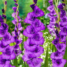 Purple Yellow flower seeds