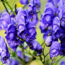 Wolfsbane flower seeds