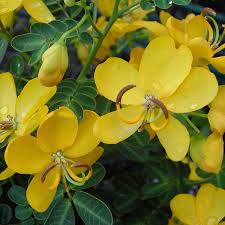 Yellow Senna flower seeds