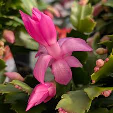 Dark Pink flower seeds