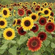 Color Sunflower flower seeds