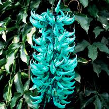 Jade Vine flower seeds