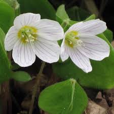 Oxalis Acetosella flower seeds