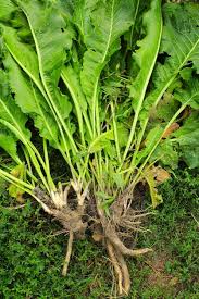 Rusticana Cochlearia Seeds for Planting – Heirloom Non-GMO Garden Seeds