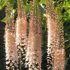 Eremurus flower seeds