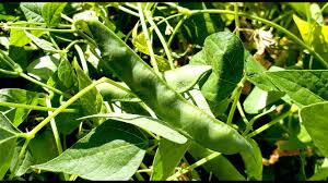Brown Tepary Bean Vegetable Seeds for Planting – Heirloom Non-GMO Garden Seeds
