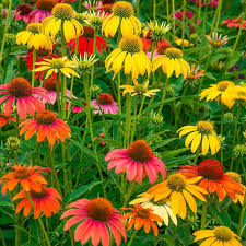Coneflower flower seeds