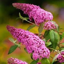 Pink Buddleia flower seeds